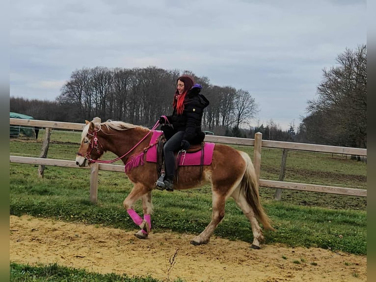 Haflinger Stute 4 Jahre 150 cm Fuchs in Linkenbach
