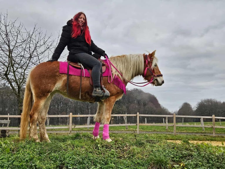 Haflinger Stute 4 Jahre 150 cm Fuchs in Linkenbach