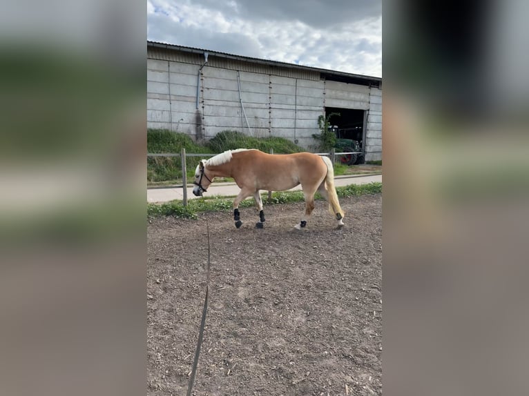 Haflinger Stute 4 Jahre 150 cm Fuchs in Z&#xFC;ssow