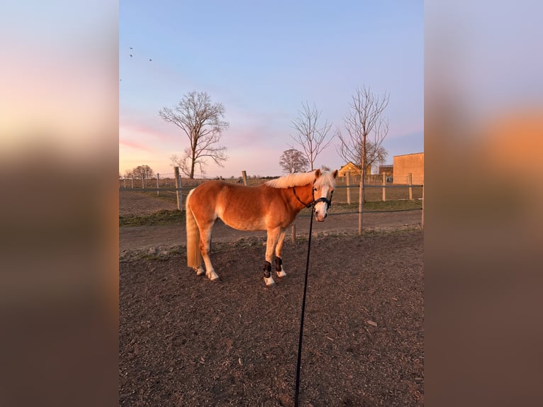 Haflinger Stute 4 Jahre 150 cm Fuchs in Z&#xFC;ssow