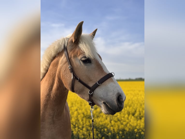 Haflinger Stute 4 Jahre 150 cm Fuchs in Z&#xFC;ssow