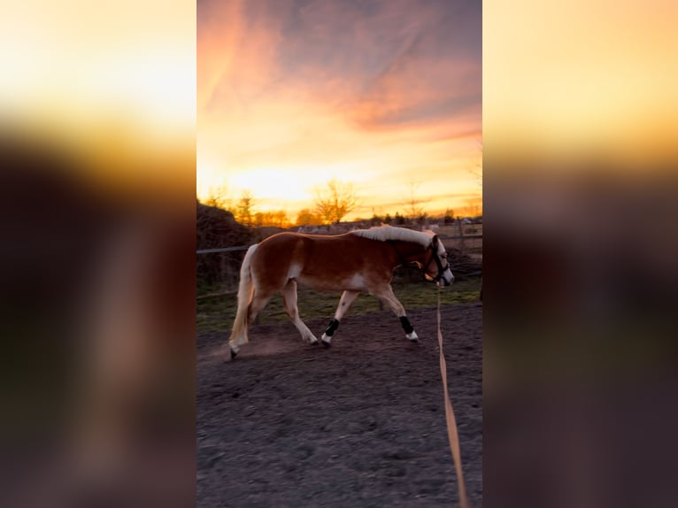 Haflinger Stute 4 Jahre 150 cm Fuchs in Z&#xFC;ssow