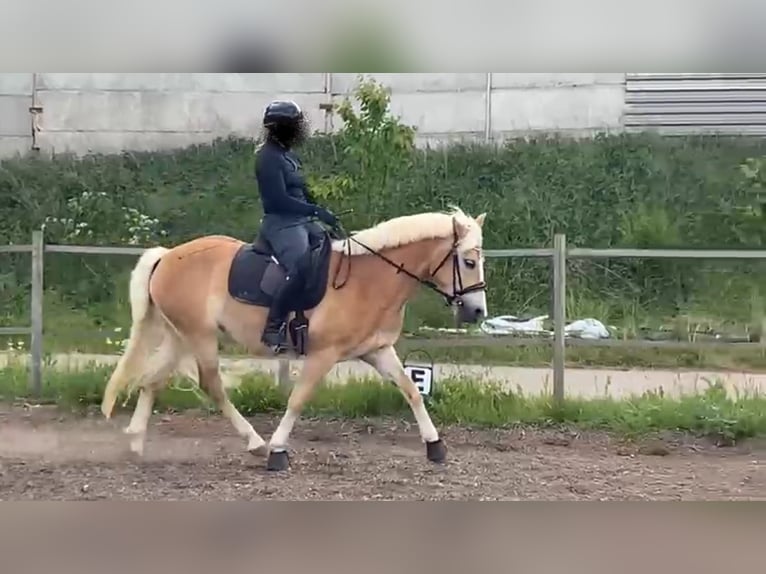 Haflinger Stute 4 Jahre 150 cm Fuchs in Z&#xFC;ssow