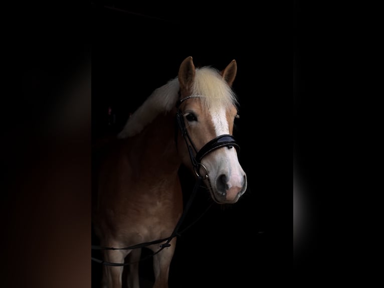 Haflinger Stute 4 Jahre 150 cm Fuchs in Z&#xFC;ssow