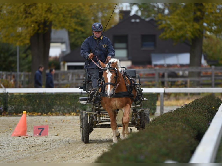 Haflinger Stute 4 Jahre 150 cm Fuchs in Simmerath