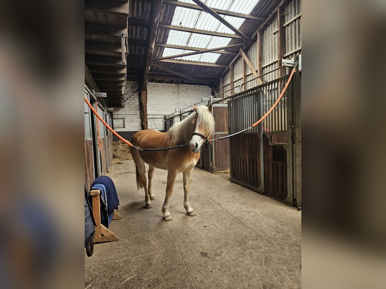 Haflinger Stute 4 Jahre 150 cm Fuchs in Simmerath
