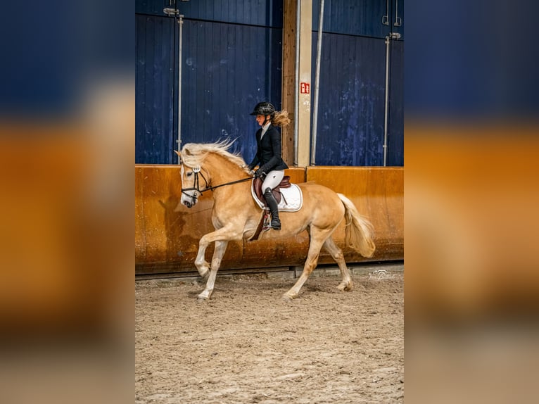Haflinger Stute 4 Jahre 150 cm Fuchs in Simmerath