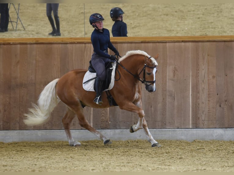 Haflinger Stute 4 Jahre 150 cm Fuchs in Simmerath