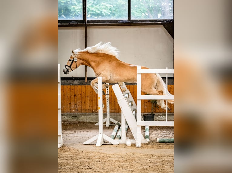Haflinger Stute 4 Jahre 150 cm Fuchs in Simmerath