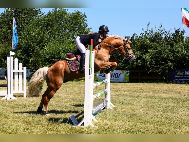 Haflinger Stute 4 Jahre 150 cm Fuchs in Simmerath