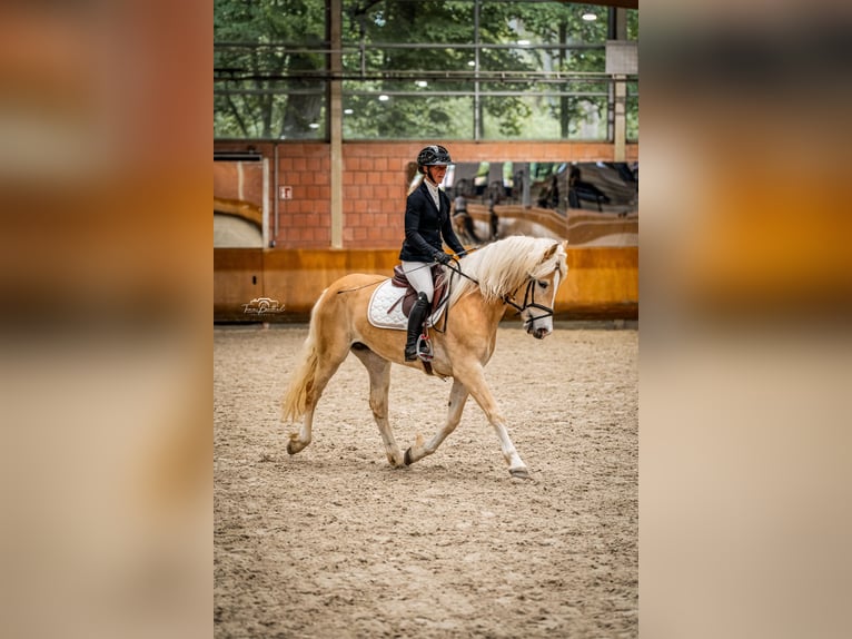 Haflinger Stute 4 Jahre 150 cm Fuchs in Simmerath