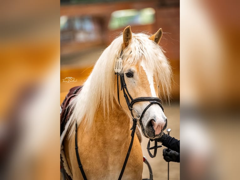 Haflinger Stute 4 Jahre 150 cm Fuchs in Simmerath