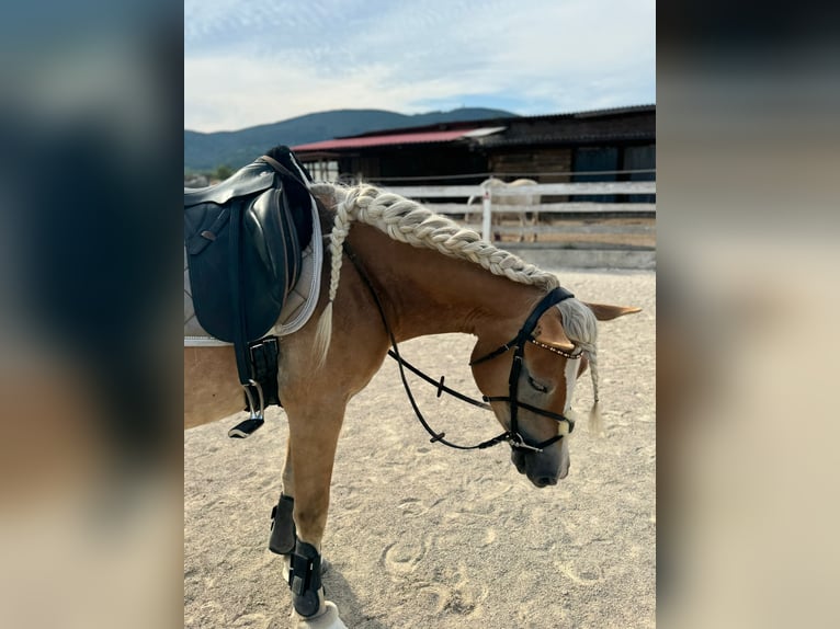 Haflinger Stute 4 Jahre 150 cm Rotfuchs in Gumpoldskircheng