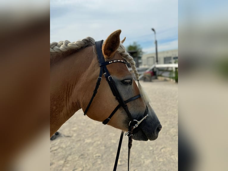 Haflinger Stute 4 Jahre 150 cm Rotfuchs in Gumpoldskircheng