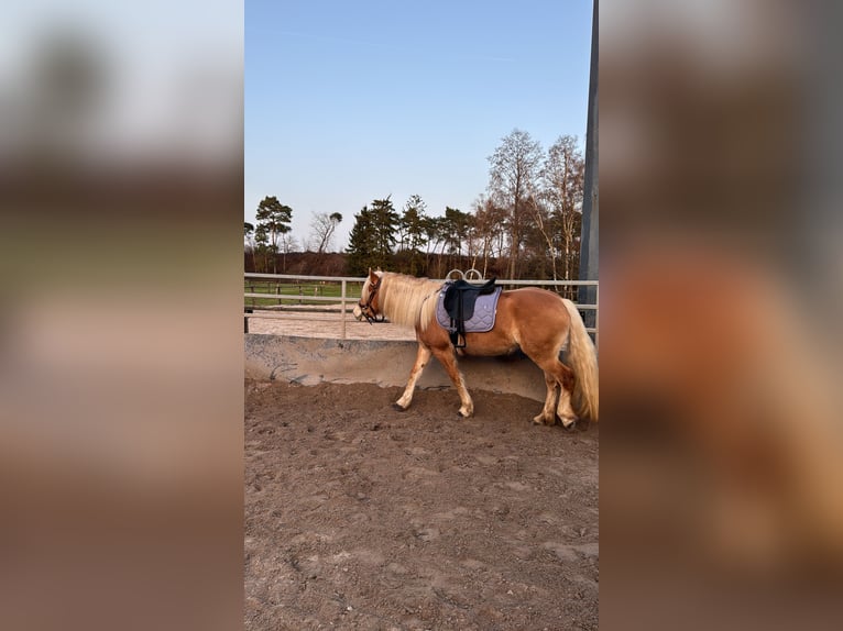 Haflinger Stute 4 Jahre 151 cm  in Mönchengladbach