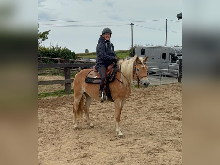 Haflinger Stute 4 Jahre 151 cm Fuchs in Daleiden