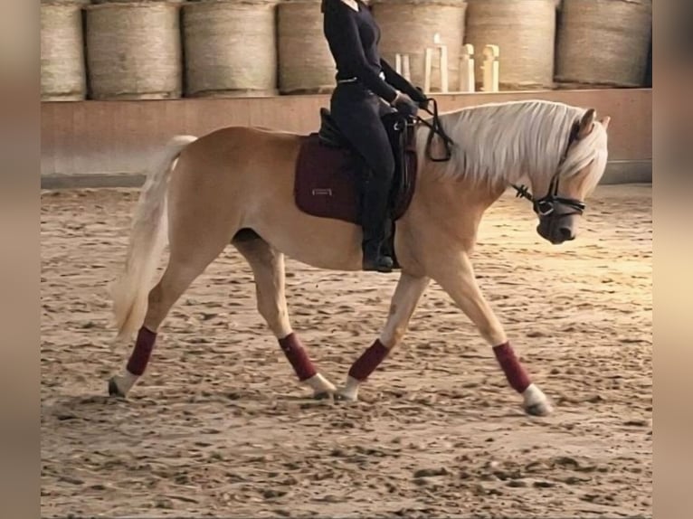 Haflinger Stute 4 Jahre 151 cm Fuchs in Schortens