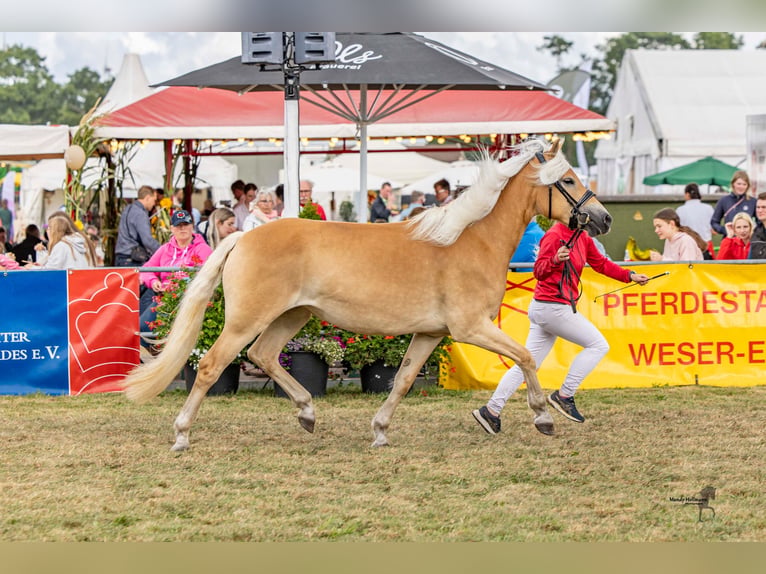 Haflinger Stute 4 Jahre 151 cm Fuchs in Schortens