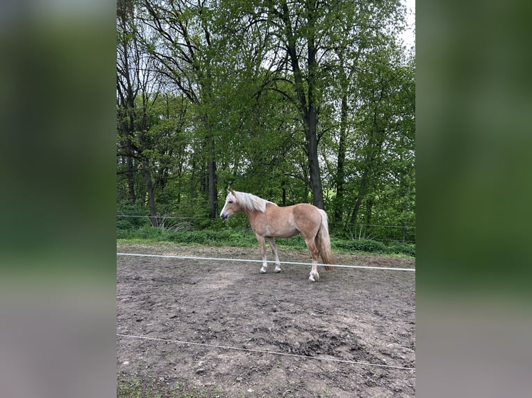 Haflinger Stute 4 Jahre 151 cm Fuchs in Dachrieden