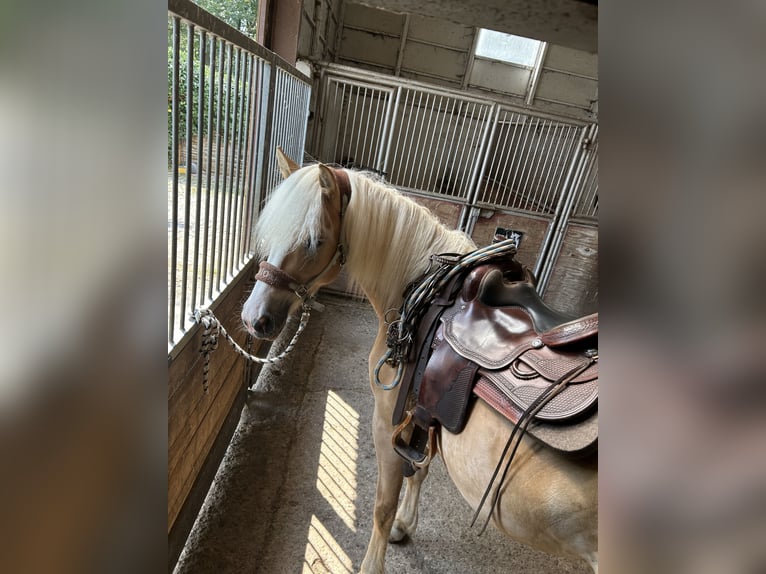 Haflinger Stute 4 Jahre 151 cm Fuchs in Dachrieden