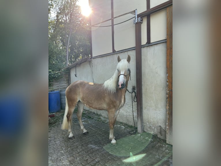 Haflinger Stute 4 Jahre 151 cm Fuchs in Dachrieden