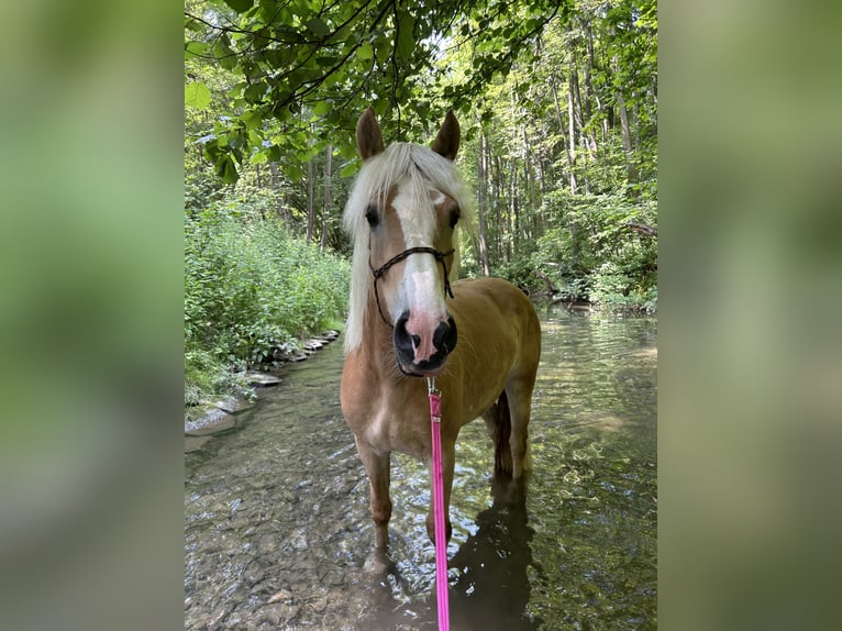 Haflinger Stute 4 Jahre 151 cm Fuchs in Dachrieden