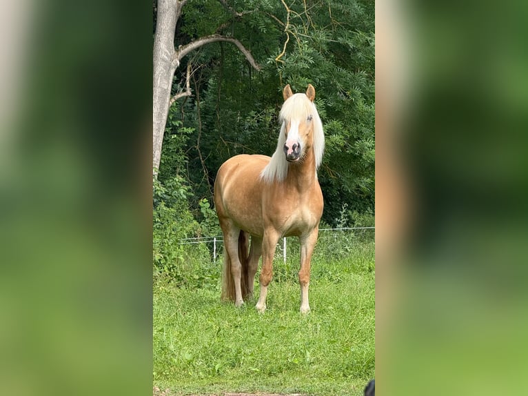 Haflinger Stute 4 Jahre 151 cm Fuchs in Dachrieden