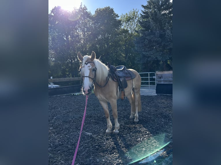 Haflinger Stute 4 Jahre 151 cm Fuchs in Dachrieden