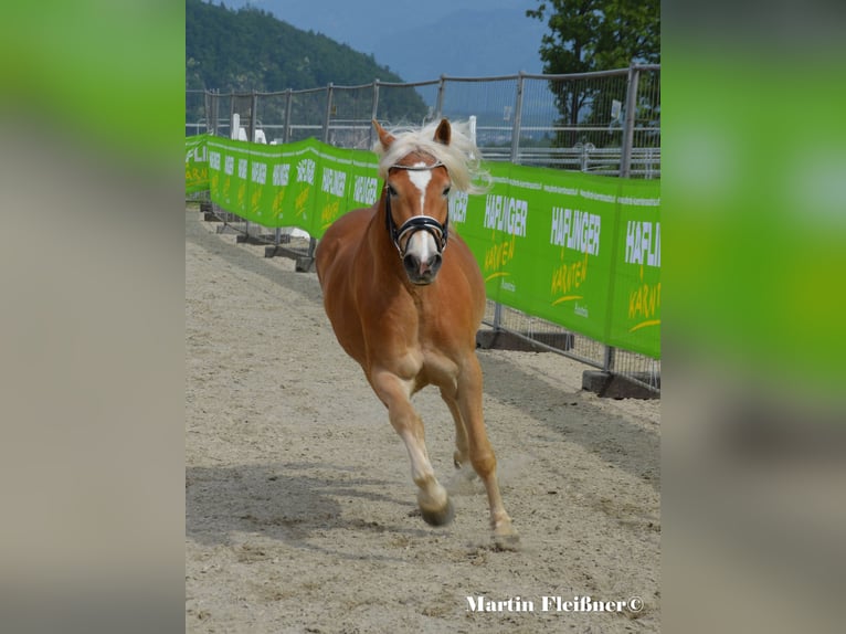 Haflinger Stute 4 Jahre 151 cm in Waben