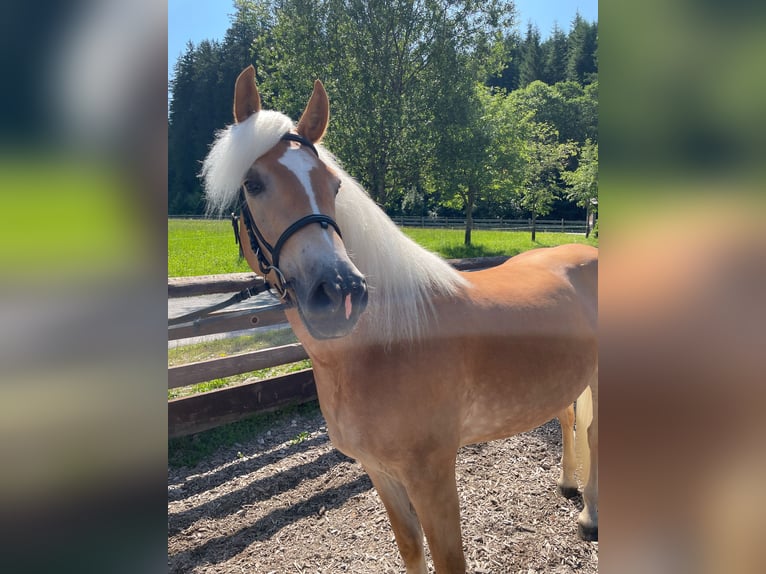 Haflinger Stute 4 Jahre 152 cm in Filzmoos