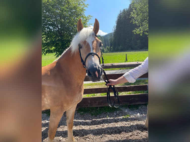 Haflinger Stute 4 Jahre 152 cm in Filzmoos