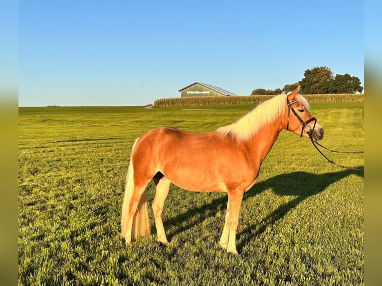 Haflinger Stute 4 Jahre 152 cm Fuchs in Jengen