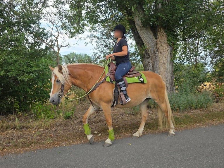 Haflinger Stute 4 Jahre 152 cm Fuchs in Linkenbach