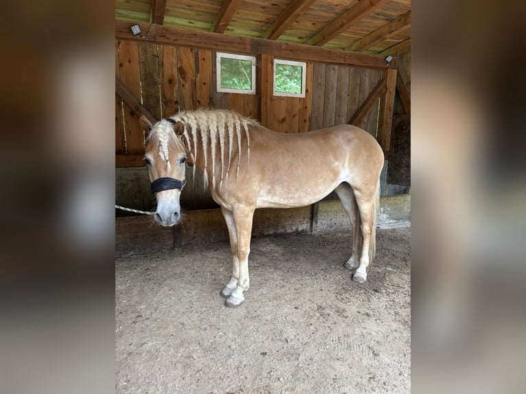Haflinger Stute 4 Jahre 152 cm Palomino in Mezzolombardo