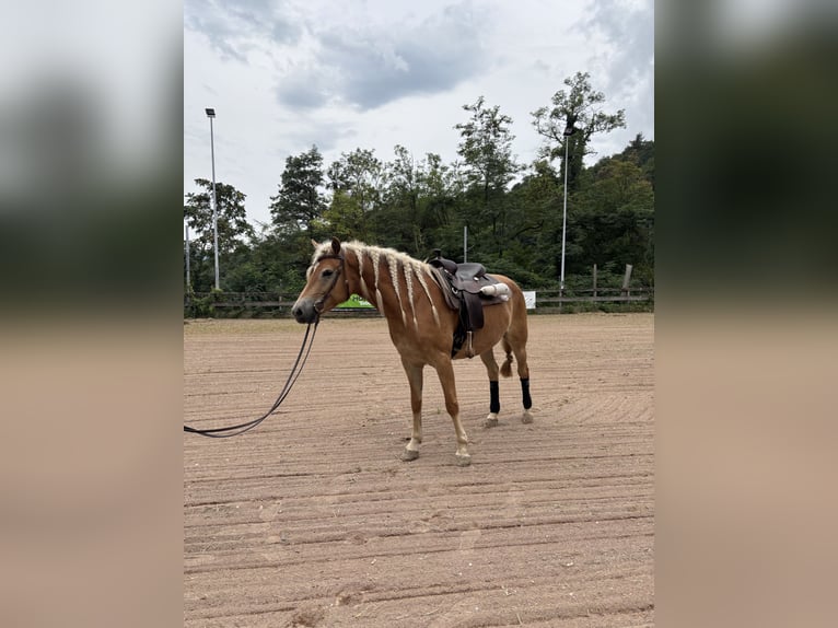 Haflinger Stute 4 Jahre 152 cm Palomino in Mezzolombardo