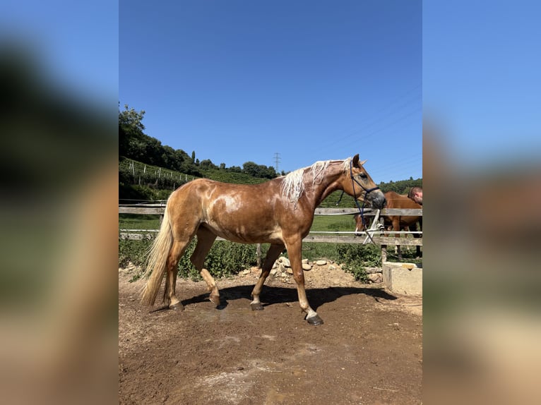 Haflinger Stute 4 Jahre 152 cm Palomino in Mezzolombardo