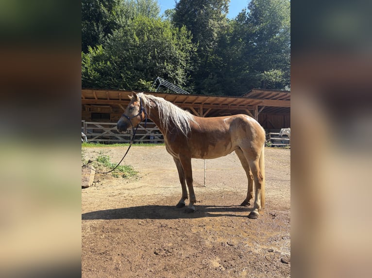Haflinger Stute 4 Jahre 152 cm Palomino in Mezzolombardo