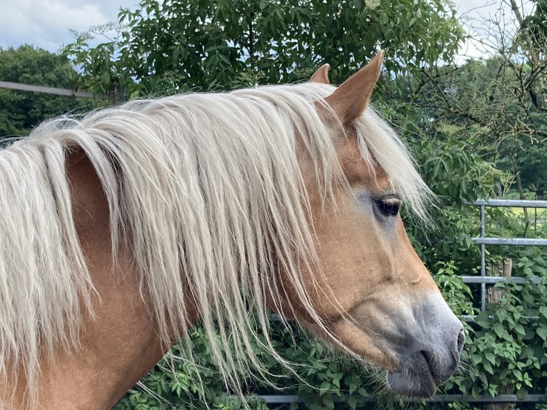 Haflinger Stute 4 Jahre 153 cm Fuchs in Hamburg Rahlstedt