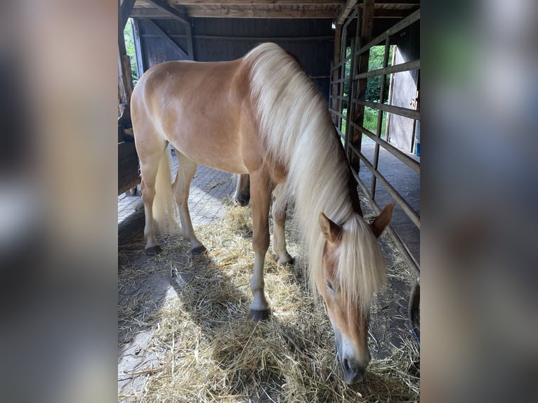 Haflinger Stute 4 Jahre 153 cm Fuchs in Hamburg Rahlstedt