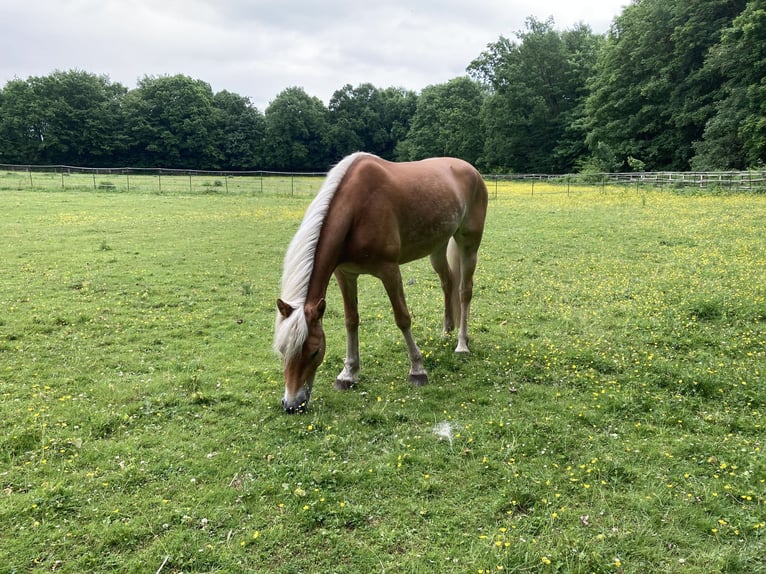 Haflinger Stute 4 Jahre 153 cm Fuchs in Hamburg Rahlstedt