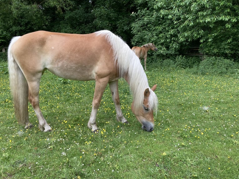 Haflinger Stute 4 Jahre 153 cm Fuchs in Hamburg Rahlstedt