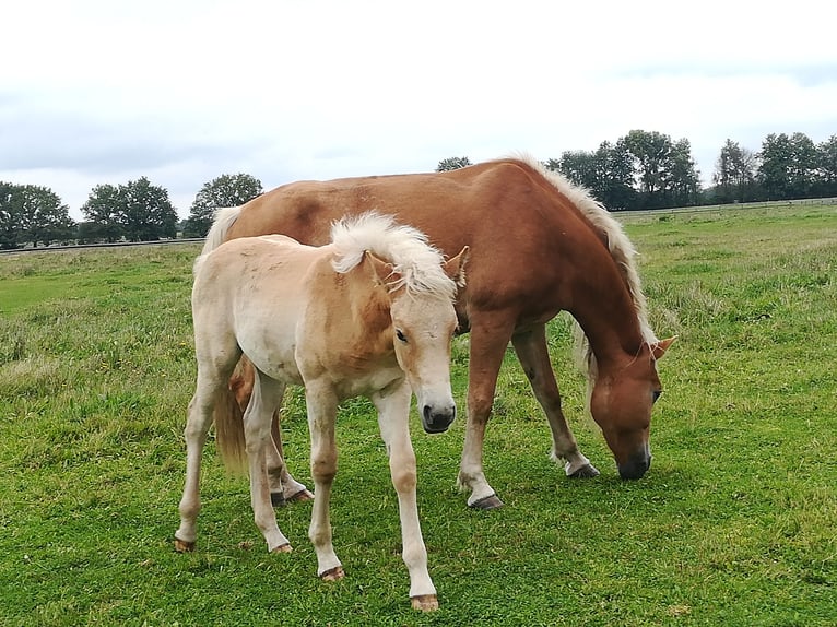 Haflinger Stute 4 Jahre 153 cm Fuchs in Hamburg Rahlstedt