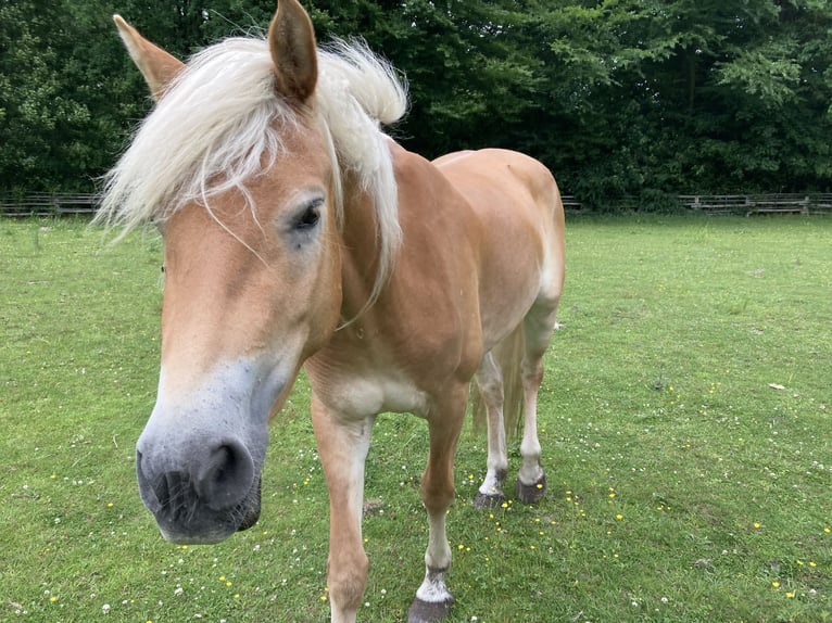 Haflinger Stute 4 Jahre 153 cm Fuchs in Hamburg Rahlstedt