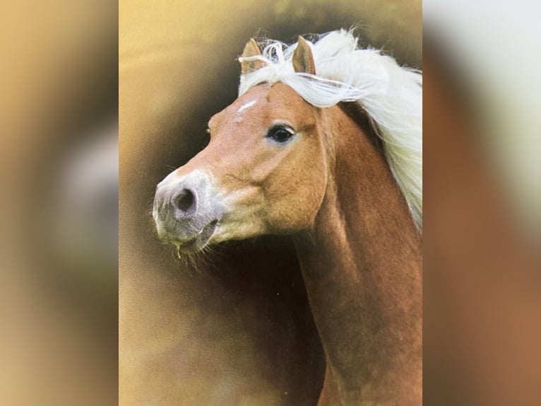 Haflinger Stute 4 Jahre 153 cm Fuchs in Hamburg Rahlstedt