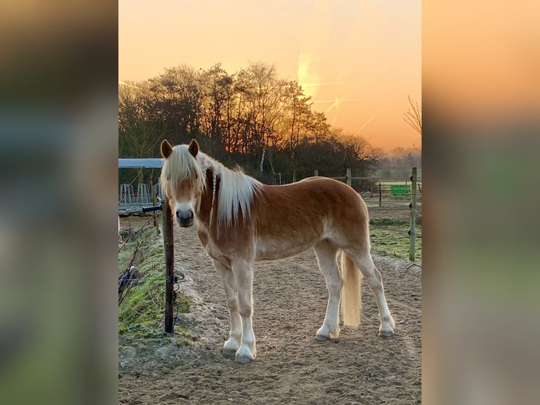 Haflinger Stute 4 Jahre 153 cm Hellbrauner in Rockanje