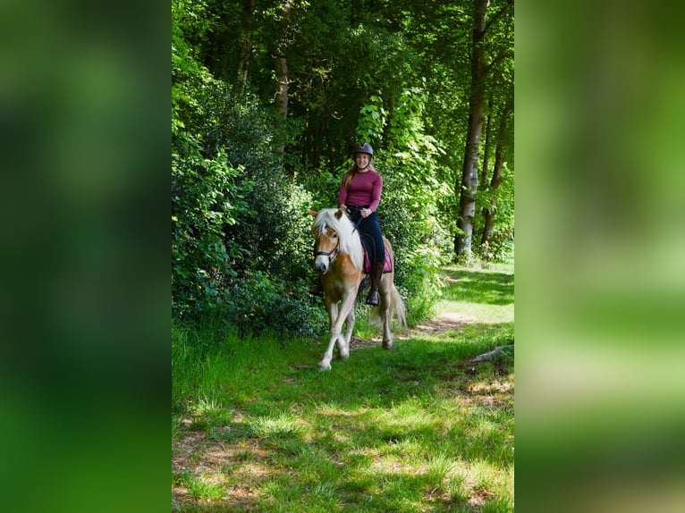 Haflinger Stute 4 Jahre 153 cm Hellbrauner in Rockanje