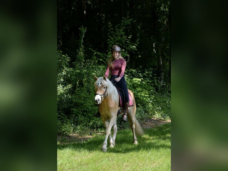 Haflinger Stute 4 Jahre 153 cm Hellbrauner in Rockanje