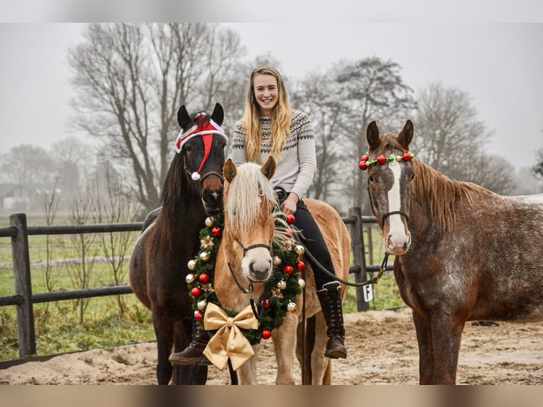 Haflinger Stute 4 Jahre 153 cm Hellbrauner in Rockanje