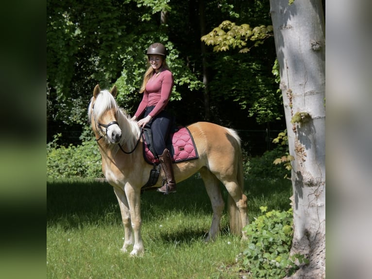 Haflinger Stute 4 Jahre 153 cm Hellbrauner in Rockanje