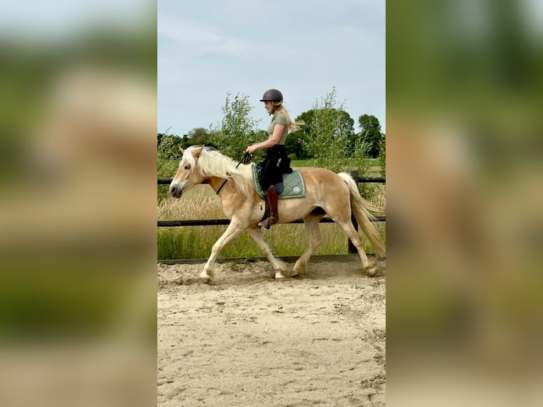 Haflinger Stute 4 Jahre 153 cm Hellbrauner in Rockanje